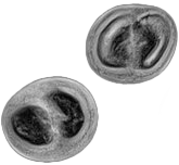 MRICON logo